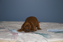 Picture of Australian Labradoodle