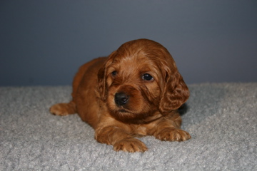 Picture of Australian Labradoodle