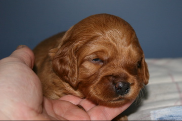 Picture of Australian Labradoodle