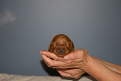 Picture of Australian Labradoodle