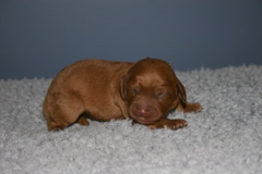 Picture of Australian Labradoodle