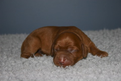 Picture of Australian Labradoodle