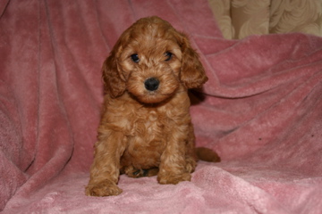 Picture of Australian Labradoodle