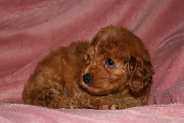 Picture of Australian Labradoodle