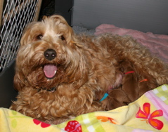 Picture of Australian Labradoodle