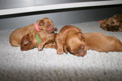 Picture of Ruby's puppies