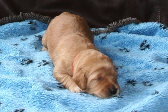 Picture of Orange Girl, week 2, 2lb 11oz
 