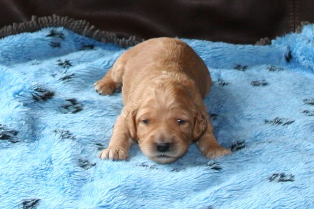 Picture of Australian Labradoodle