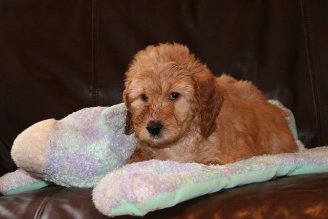 Picture of Australian Labradoodle