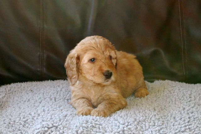 Picture of Australian Labradoodle