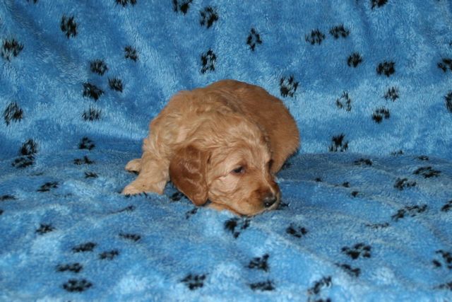 Picture of Australian Labradoodle