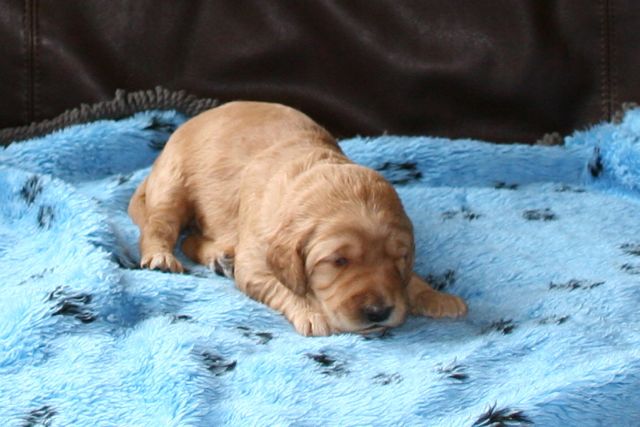 Picture of Australian Labradoodle