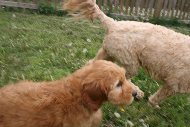 Picture of Australian Labradoodle
