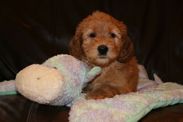 Picture of Australian Labradoodle