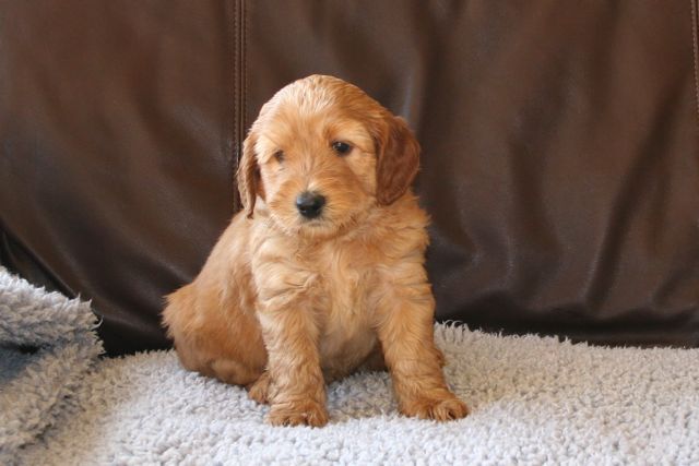 Picture of Australian Labradoodle