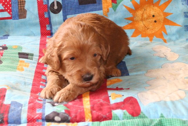 Picture of Red Girl, week 3, 3lb 12oz