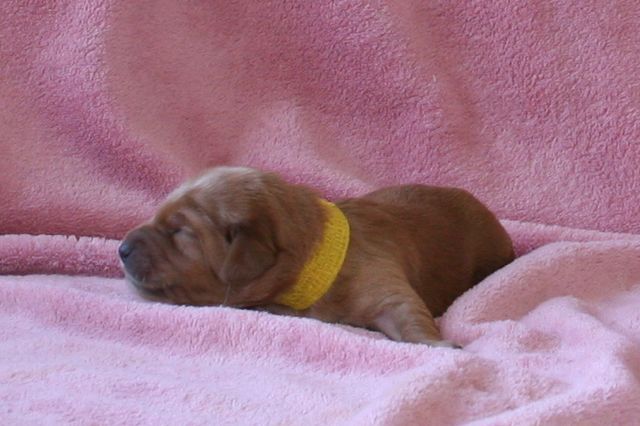 Picture of Australian Labradoodle