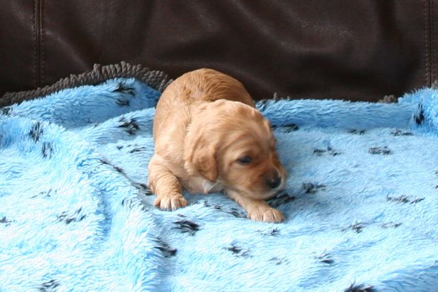 Picture of Australian Labradoodle
