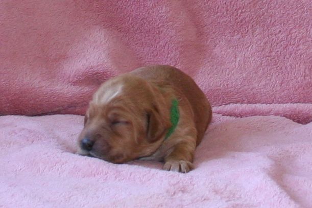 Picture of Australian Labradoodle