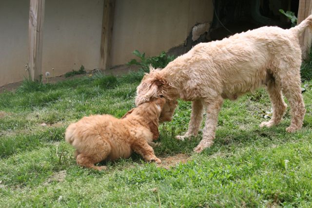 Picture of Australian Labradoodle
