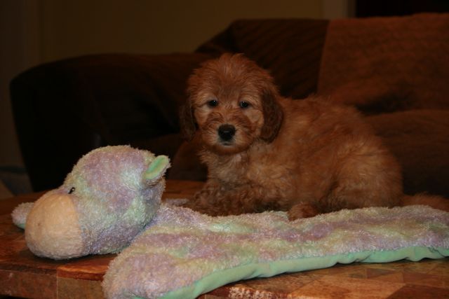 Picture of Australian Labradoodle