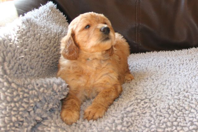 Picture of Australian Labradoodle