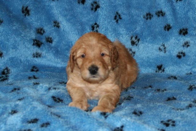 Picture of Australian Labradoodle
