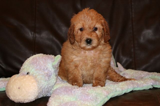Picture of Australian Labradoodle