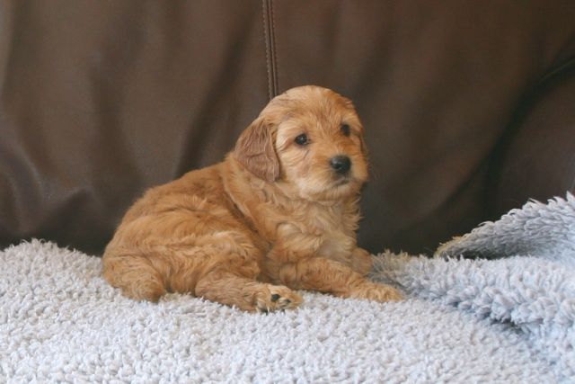 Picture of Australian Labradoodle