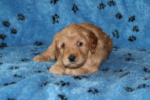 Picture of Blue Girl, week 4, 4lb