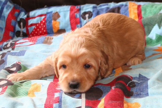 Picture of Australian Labradoodle
