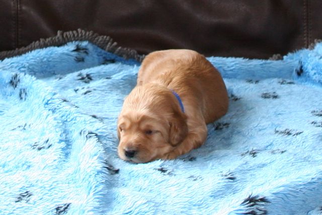 Picture of Australian Labradoodle