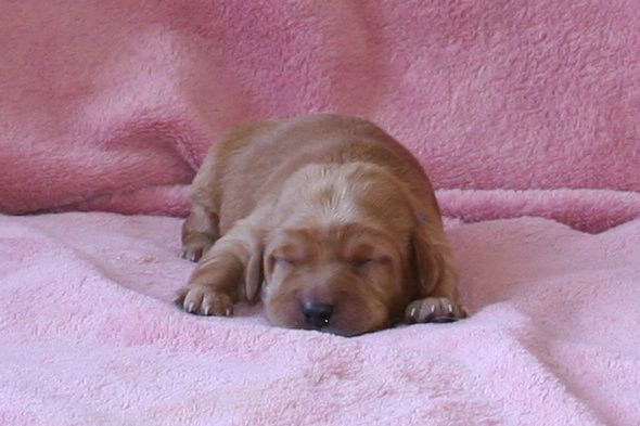 Picture of Australian Labradoodle