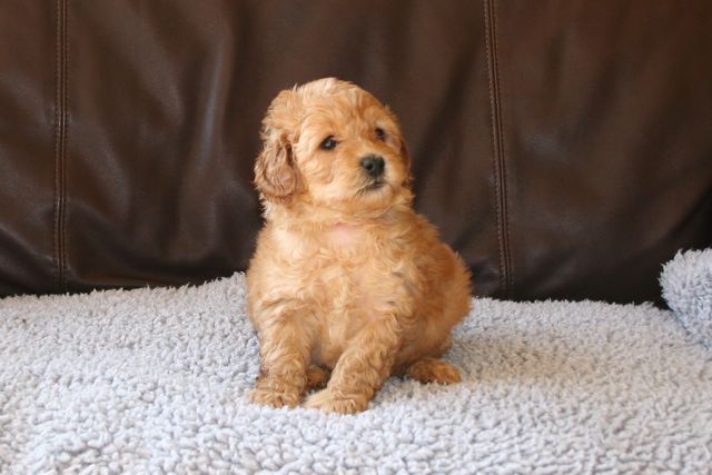 Picture of Red Boy, week 5, 3lb 11oz
 
