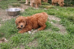 Picture of Australian Labradoodle