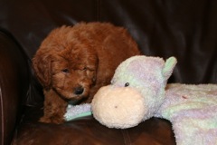 Picture of Australian Labradoodle
