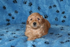 Picture of Australian Labradoodle