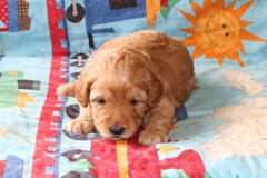 Picture of Australian Labradoodle
