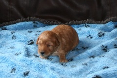 Picture of Australian Labradoodle