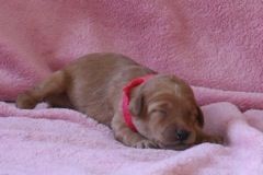 Picture of Australian Labradoodle