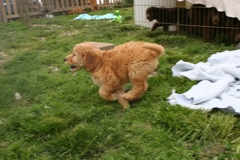Picture of Australian Labradoodle