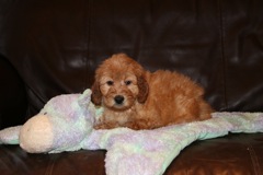 Picture of Australian Labradoodle