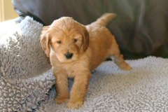 Picture of Australian Labradoodle