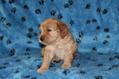 Picture of Australian Labradoodle