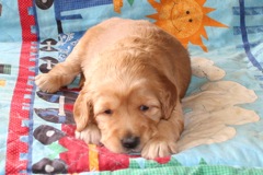 Picture of Australian Labradoodle