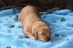 Picture of Australian Labradoodle