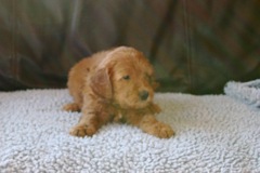 Picture of Australian Labradoodle