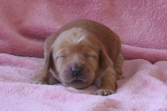 Picture of Australian Labradoodle