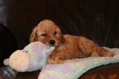 Picture of Australian Labradoodle