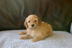 Picture of Australian Labradoodle